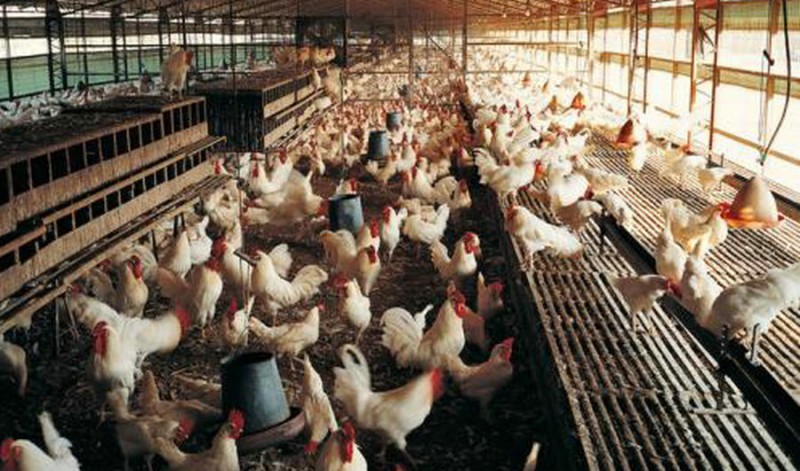 長春養(yǎng)殖場專業(yè)反滲透純凈水設備