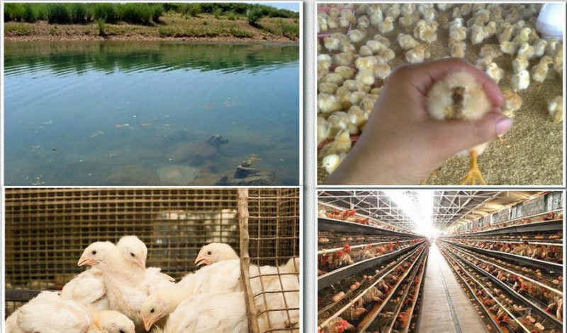 養(yǎng)雞場(chǎng)專(zhuān)用凈水設(shè)備,匯河提供凈水方案